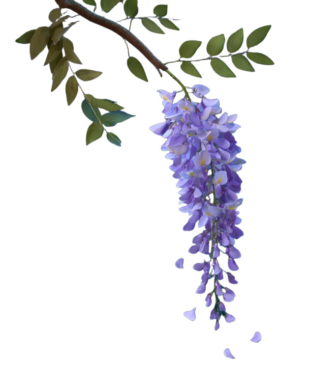 Wisteria Branch Close-Up Vinyl Car Decal Sticker – Waterproof & UV-Resistant 