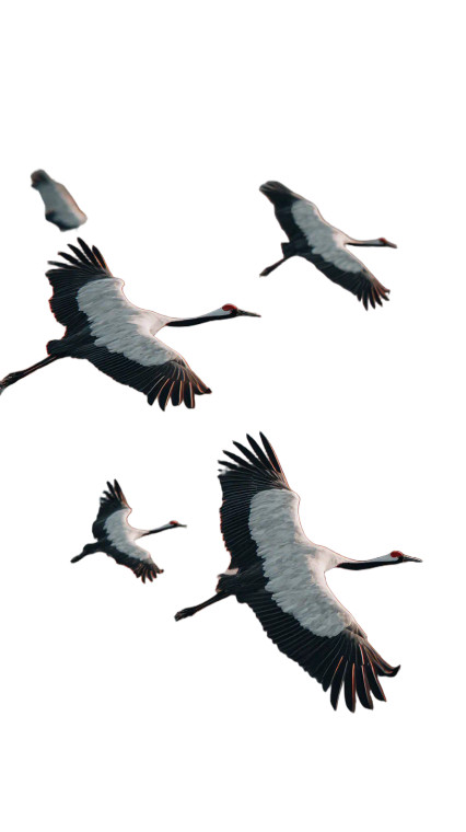 Red Crowned Cranes Vinyl Car Decal Sticker – Waterproof & UV-Resistant 