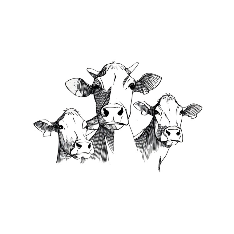 Cows' Heads Illustration Vinyl Car Decal Sticker – Waterproof & UV-Resistant 