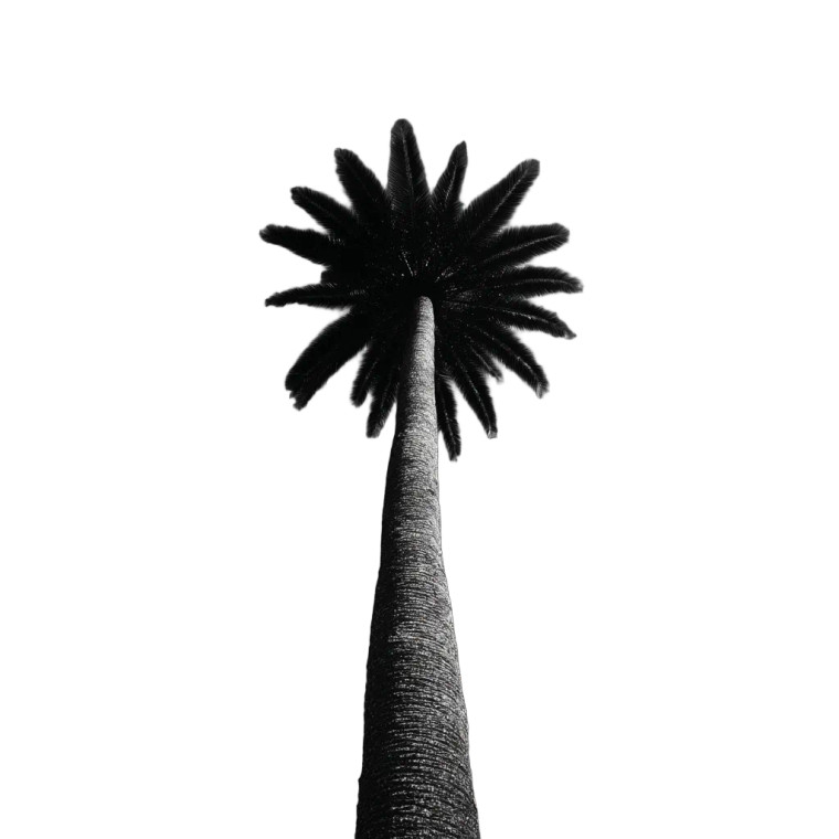 Palm Tree V3 Vinyl Car Decal Sticker – Waterproof & UV-Resistant 