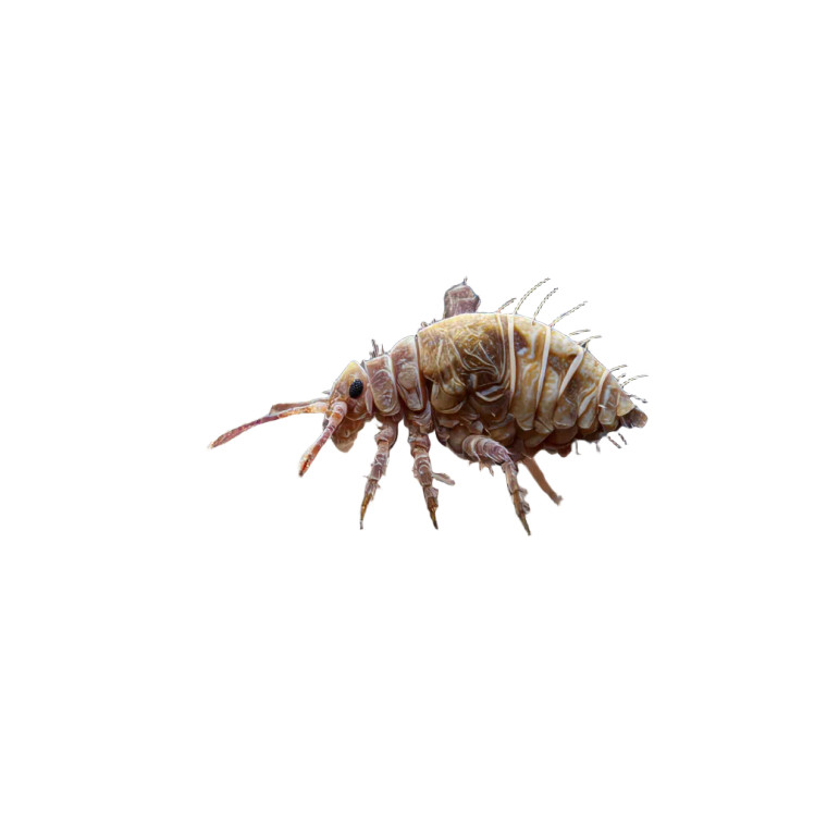 Feathered Mites Vinyl Car Decal Sticker – Waterproof & UV-Resistant 