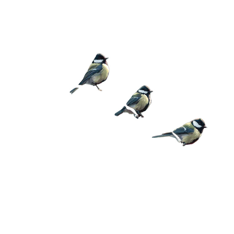 Spring Birds Chirping Vinyl Car Decal Sticker – Waterproof & UV-Resistant 