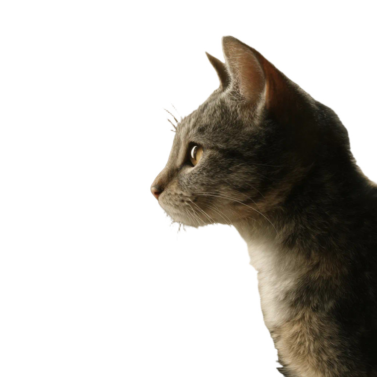 Tabby Cat Gazing Vinyl Car Decal Sticker – Waterproof & UV-Resistant 