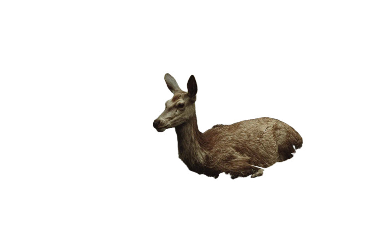 Deer In Flowers Vinyl Car Decal Sticker – Waterproof & UV-Resistant 