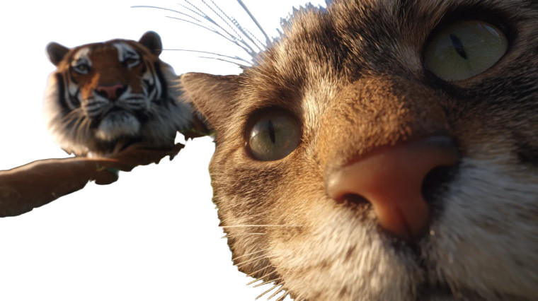 Cat Selfie Pov V2 Vinyl Car Decal Sticker – Waterproof & UV-Resistant 