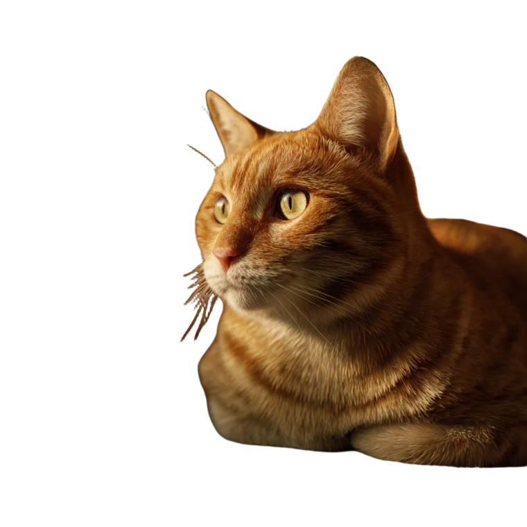 Orange Tabby Cat V9 Vinyl Car Decal Sticker – Waterproof & UV-Resistant 