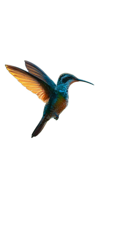 Iridescent Hummingbird Hovering Vinyl Car Decal Sticker – Waterproof & UV-Resistant 