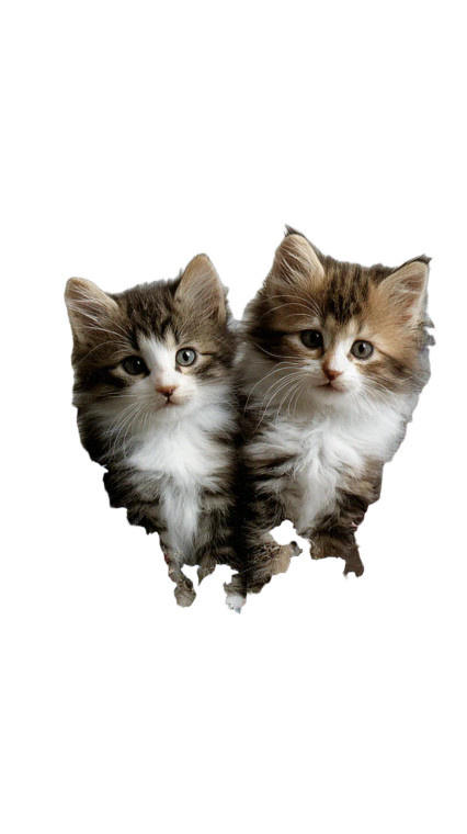 Whimsical Kitten Birthday Vinyl Car Decal Sticker – Waterproof & UV-Resistant 