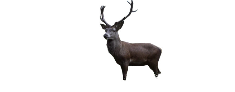 Deer In Forest V2 Vinyl Car Decal Sticker – Waterproof & UV-Resistant 