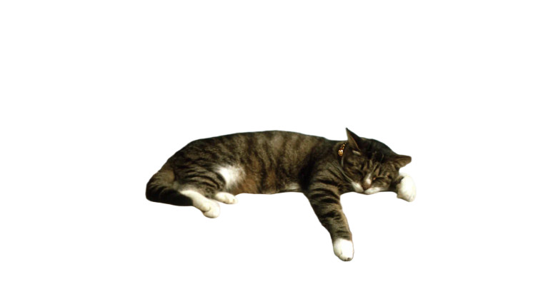 Vintage Cat Nap Vinyl Car Decal Sticker – Waterproof & UV-Resistant 