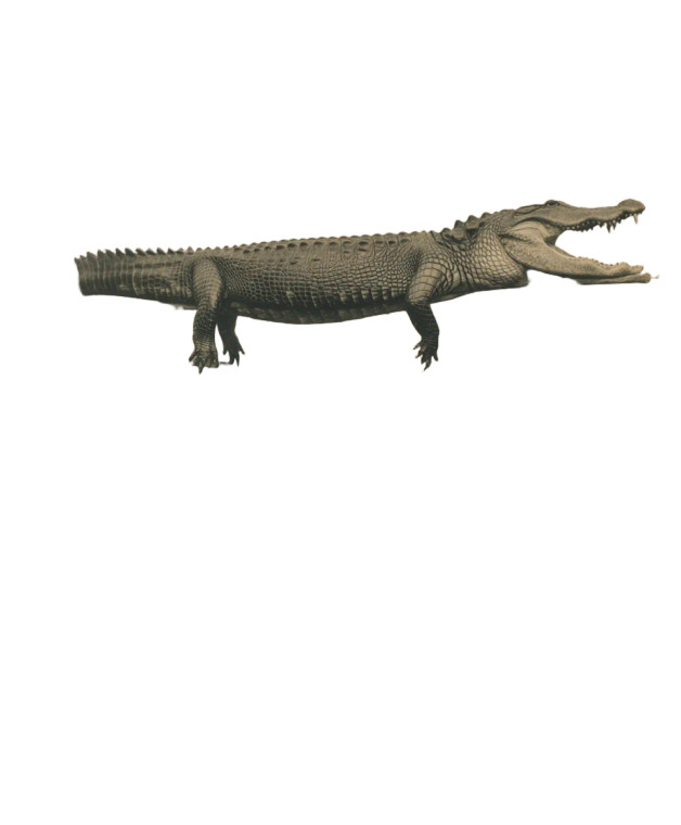 Giant Alligator Cookout Vinyl Car Decal Sticker – Waterproof & UV-Resistant 