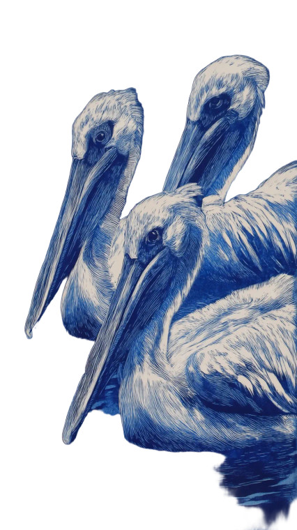 Great White Pelicans Vinyl Car Decal Sticker – Waterproof & UV-Resistant 
