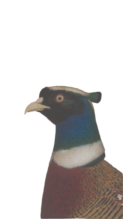 Ringneck Pheasant Vinyl Car Decal Sticker – Waterproof & UV-Resistant 