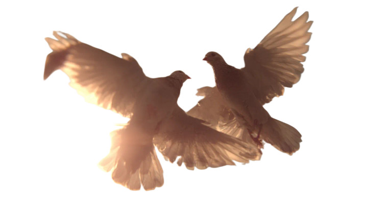 Soaring Golden Birds Vinyl Car Decal Sticker – Waterproof & UV-Resistant 