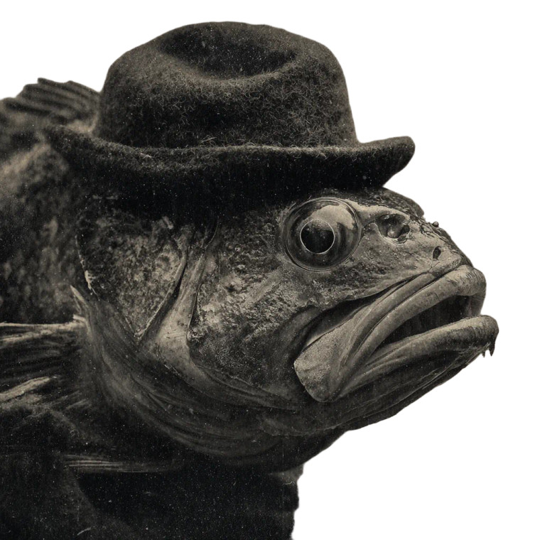 Fish In Hat V2 Vinyl Car Decal Sticker – Waterproof & UV-Resistant 6.826666666666667"