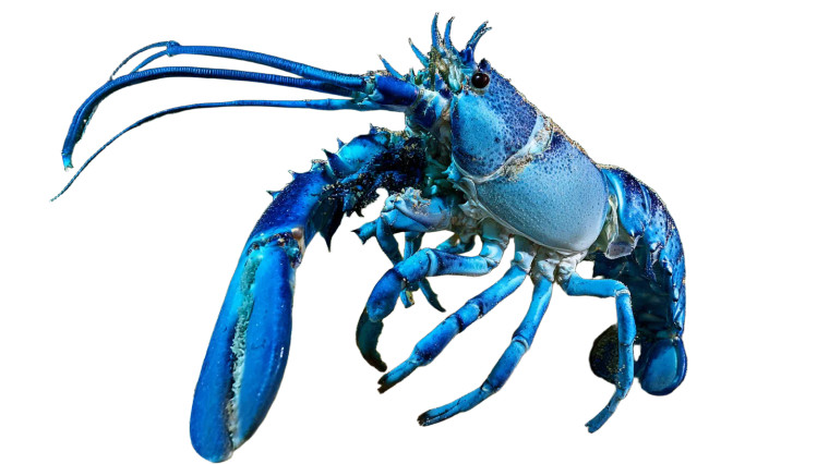 Molting Blue Lobster Vinyl Car Decal Sticker – Waterproof & UV-Resistant 5.4