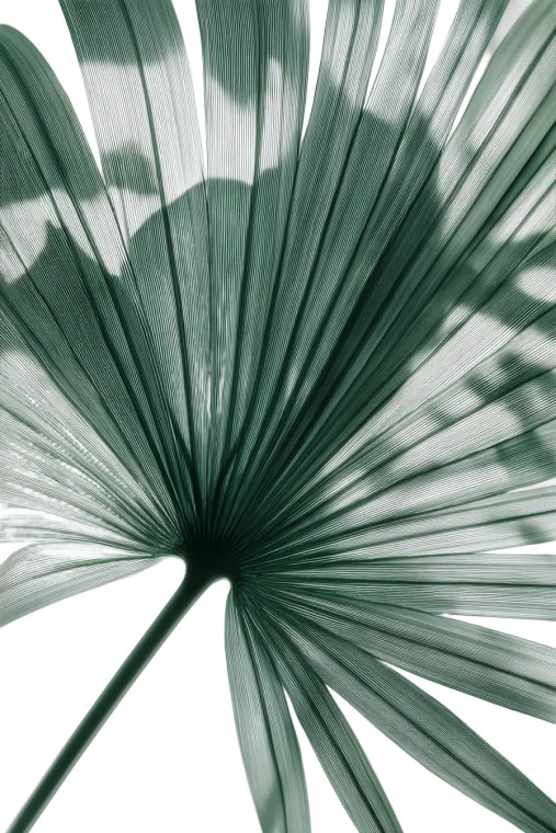 X-Ray Palm Leaf Vinyl Car Decal Sticker – Waterproof & UV-Resistant 8.96"