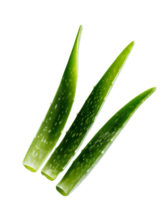 Fresh Aloe Vera V2 Vinyl Car Decal Sticker – Waterproof & UV-Resistant 8.213333333333333"
