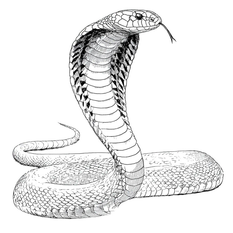 Indian Cobra Coloring Vinyl Car Decal Sticker – Waterproof & UV-Resistant 6.826666666666667"
