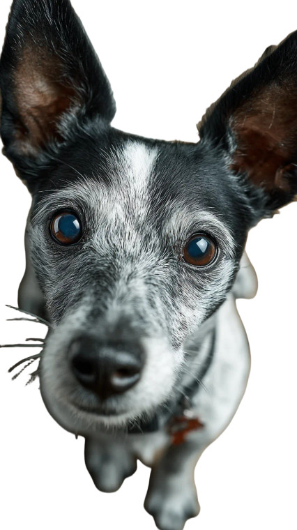 Anxious Dog Vinyl Car Decal Sticker – Waterproof & UV-Resistant 9.706666666666667"