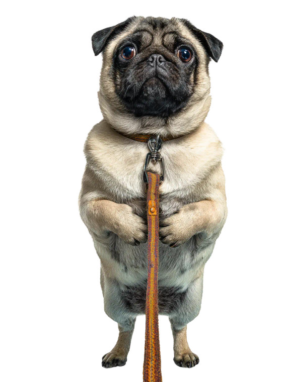 Pug With Leash Vinyl Car Decal Sticker – Waterproof & UV-Resistant 4.1066666666666665"