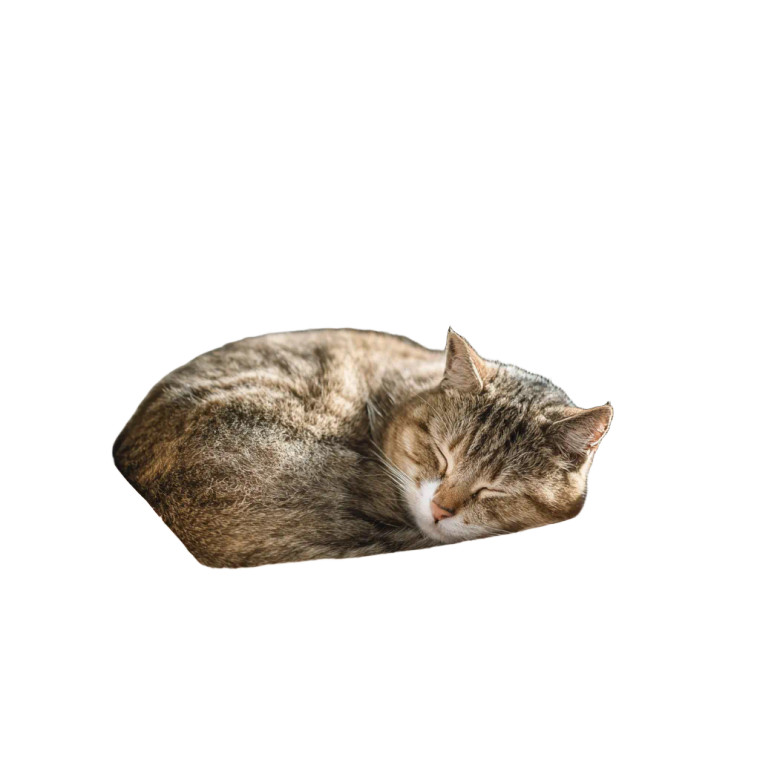 Cozy Cat In Box Vinyl Car Decal Sticker – Waterproof & UV-Resistant 3.4133333333333336"