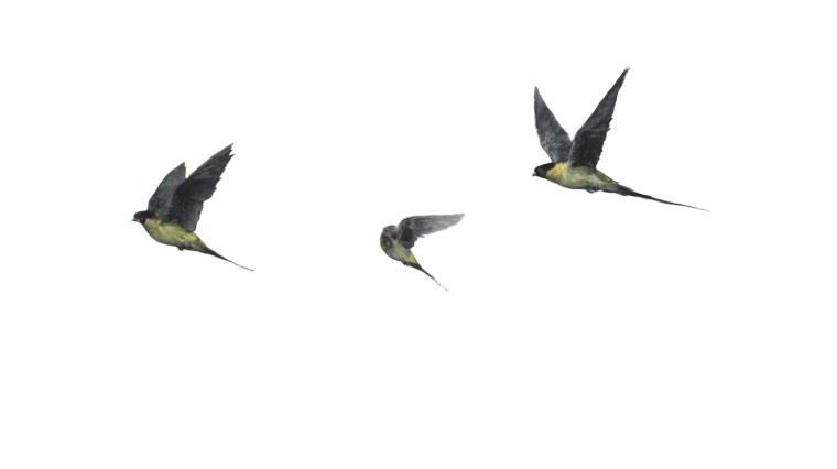 Moody Parrots Flight Vinyl Car Decal Sticker – Waterproof & UV-Resistant 5.4