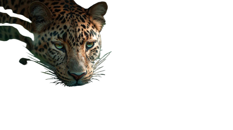 Leopard By Pond Vinyl Car Decal Sticker – Waterproof & UV-Resistant 5.4