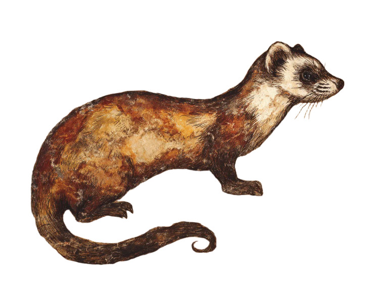 Ancient Ferret Art Vinyl Car Decal Sticker – Waterproof & UV-Resistant 6.1866666666666665"