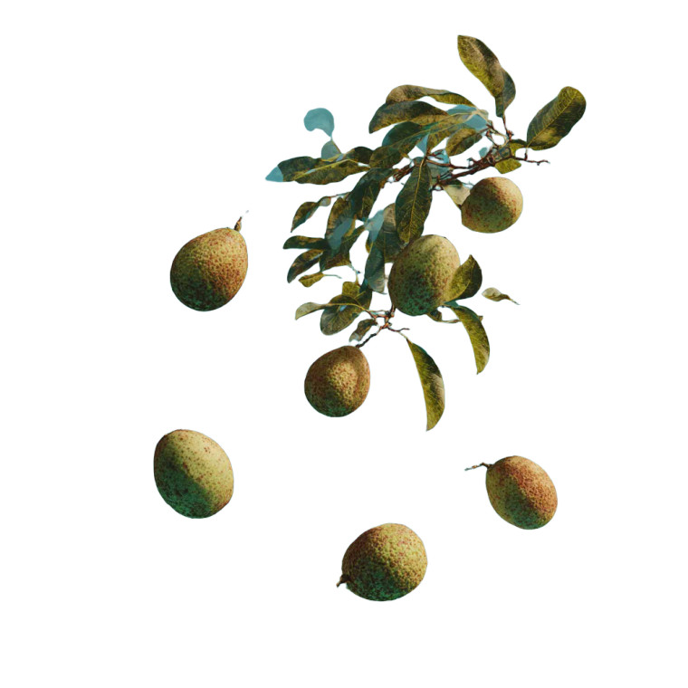 Falling Monkfruit Vinyl Car Decal Sticker – Waterproof & UV-Resistant 6.826666666666667"