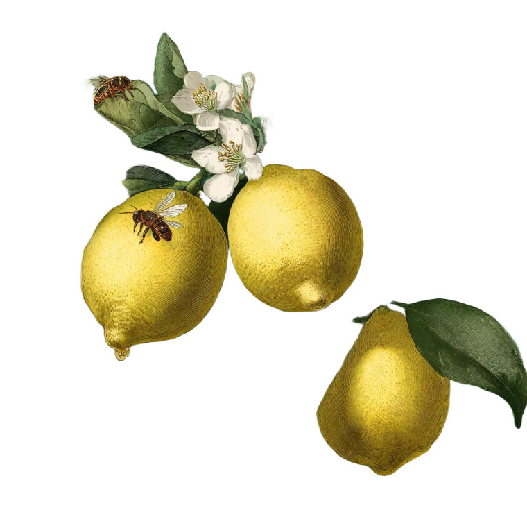 Lemons And Bee Vinyl Car Decal Sticker – Waterproof & UV-Resistant 3.4133333333333336"