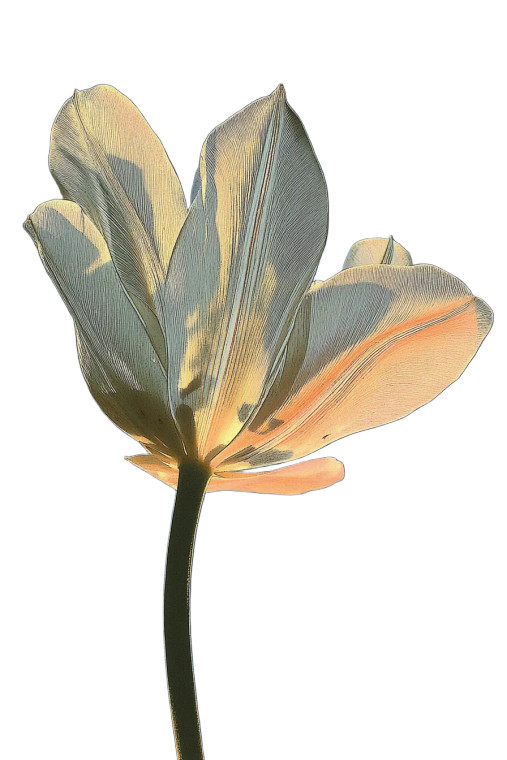 Night Tulip Flash Vinyl Car Decal Sticker – Waterproof & UV-Resistant 8.96"