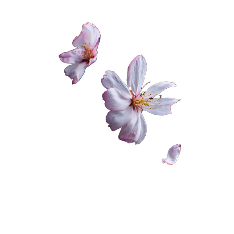 Cherry Blossom Flower V2 Vinyl Car Decal Sticker – Waterproof & UV-Resistant 3.4133333333333336"