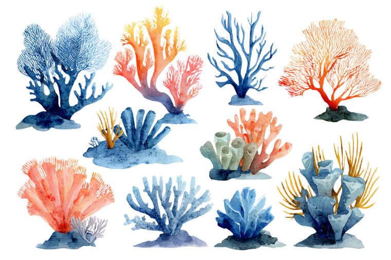 Coral Reef Clipart V2 Vinyl Car Decal Sticker – Waterproof & UV-Resistant 5.97333333333333