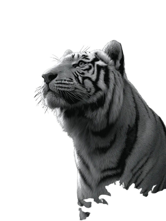 Giant Mysterious Tiger Vinyl Car Decal Sticker – Waterproof & UV-Resistant 4.1066666666666665" Giant Mysterious Tiger Vinyl Car Decal Sticker – Waterproof & UV-Resistant 4.1066666666666665"