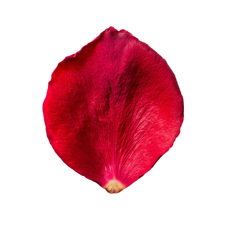 Red Rose Petal V2 Vinyl Car Decal Sticker – Waterproof & UV-Resistant 6.826666666666667"