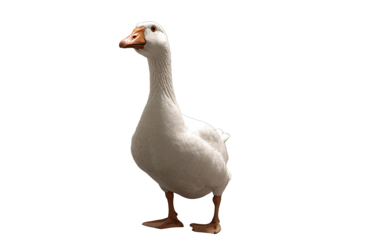 Office Goose V2 Vinyl Car Decal Sticker – Waterproof & UV-Resistant 2.986666666666667"
