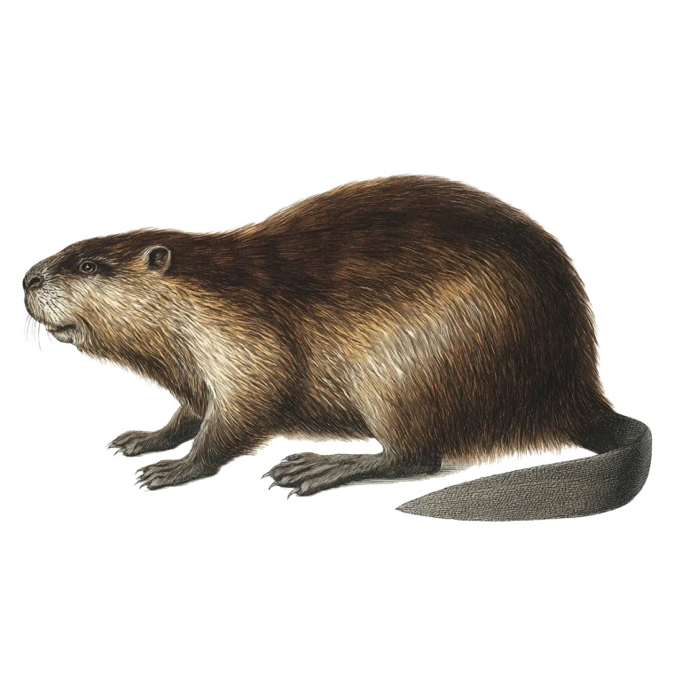 Eurasian Beaver Illustration Vinyl Car Decal Sticker – Waterproof & UV-Resistant 3.4133333333333336"