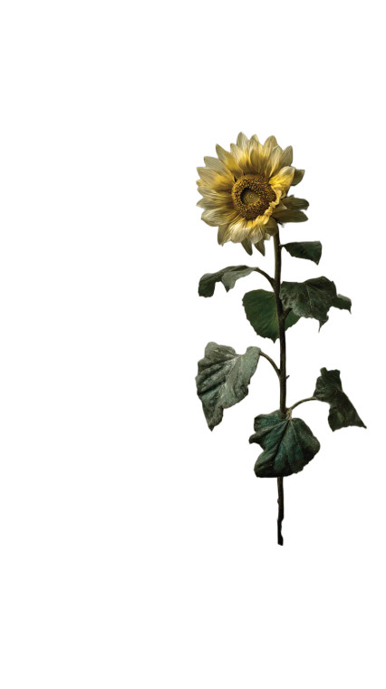 Sunflower Portrait V2 Vinyl Car Decal Sticker – Waterproof & UV-Resistant 4.8533333333333335"