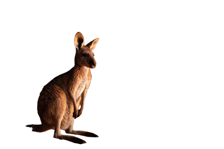 Desert Kangaroo Night Vinyl Car Decal Sticker – Waterproof & UV-Resistant 2.986666666666667"