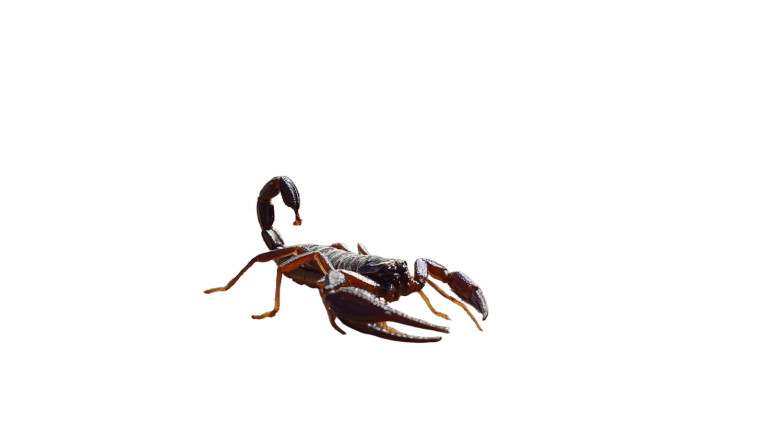 Desert Scorpion Vinyl Car Decal Sticker – Waterproof & UV-Resistant 2.72"