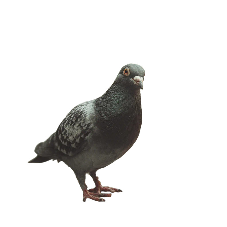 Pizza-Eating Pigeon Vinyl Car Decal Sticker – Waterproof & UV-Resistant 3.4133333333333336"