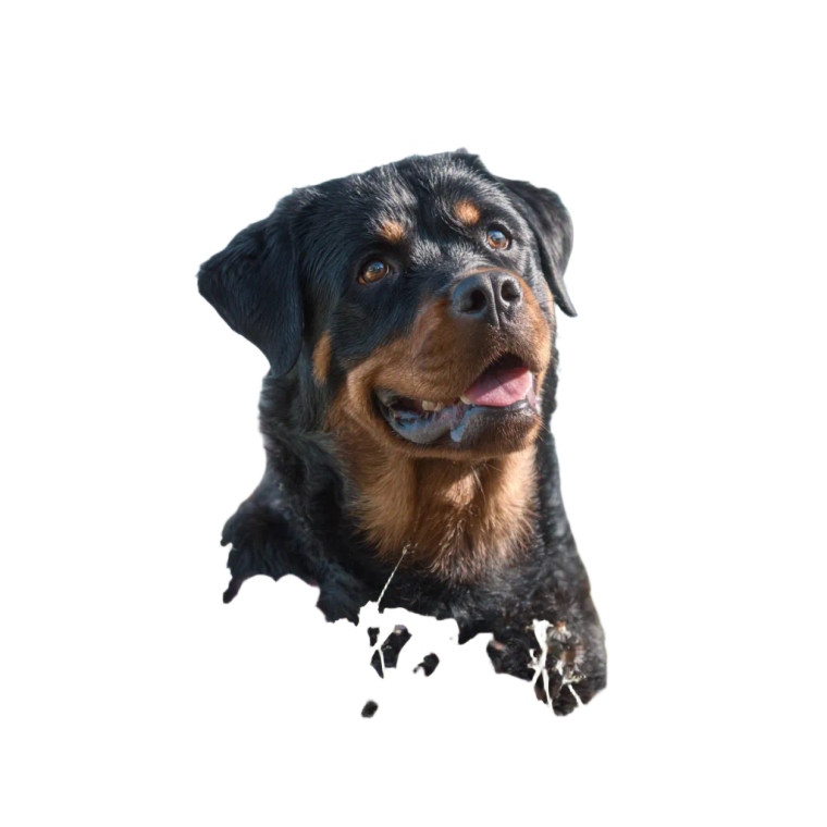 Joyful Rottweiler Play Vinyl Car Decal Sticker – Waterproof & UV-Resistant 3.4133333333333336"