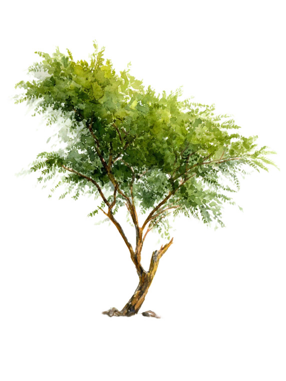 Acacia Tree Vinyl Car Decal Sticker – Waterproof & UV-Resistant 8.213333333333333"