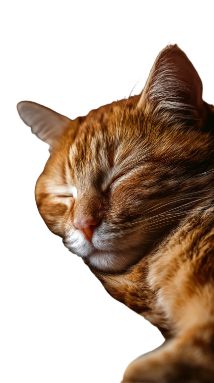 Sleeping Tabby Cat V10 Vinyl Car Decal Sticker – Waterproof & UV-Resistant 4.8533333333333335"