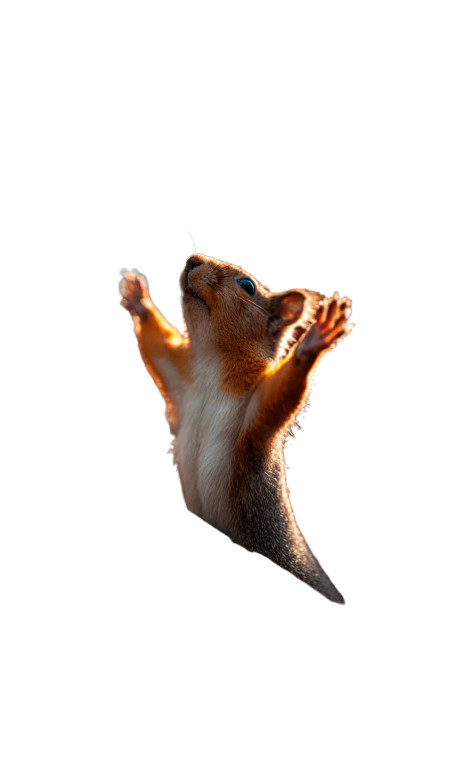 Standing Squirrel Vinyl Car Decal Sticker – Waterproof & UV-Resistant 4.746666666666667"