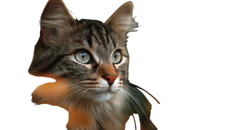 Cat V161 Vinyl Car Decal Sticker – Waterproof & UV-Resistant 5.4
