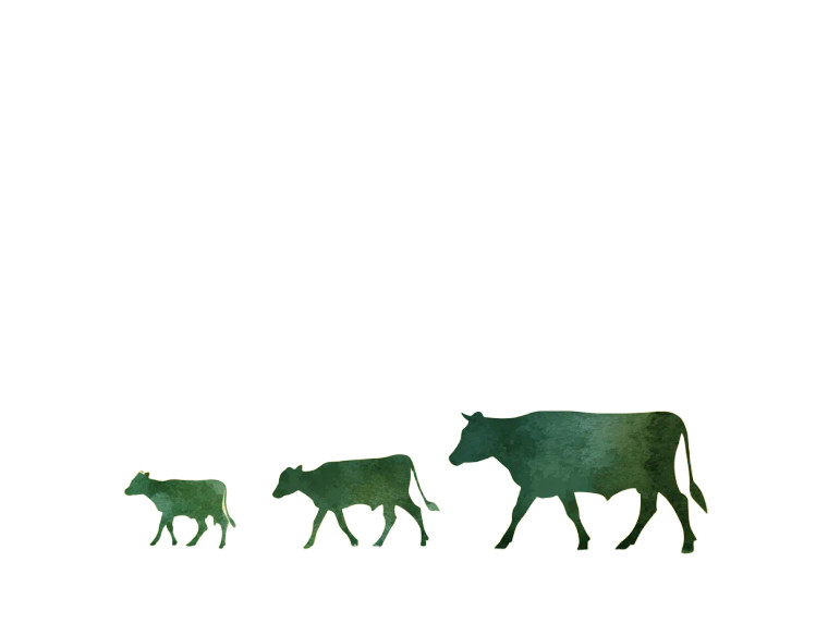 Cattle Silhouettes Vinyl Car Decal Sticker – Waterproof & UV-Resistant 3.0933333333333333"