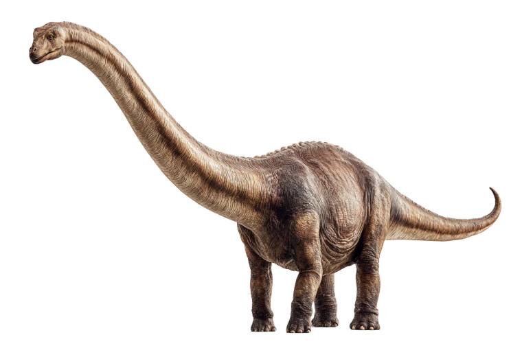 Brontosaurus Vinyl Car Decal Sticker – Waterproof & UV-Resistant 5.97333333333333