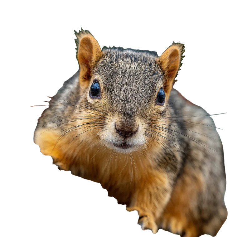 Eastern Fox Squirrel Vinyl Car Decal Sticker – Waterproof & UV-Resistant 3.4133333333333336"